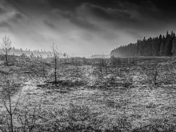 IMGP9754-Afbraendt hede